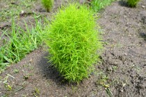 kochia_250716_02