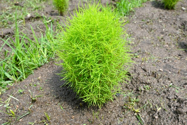 kochia_250716_02