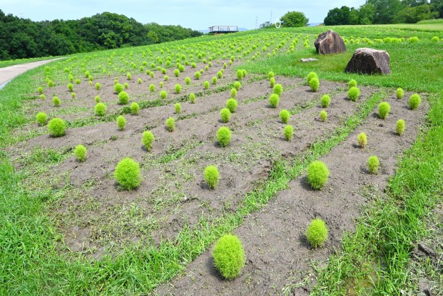 kochia_250716_03
