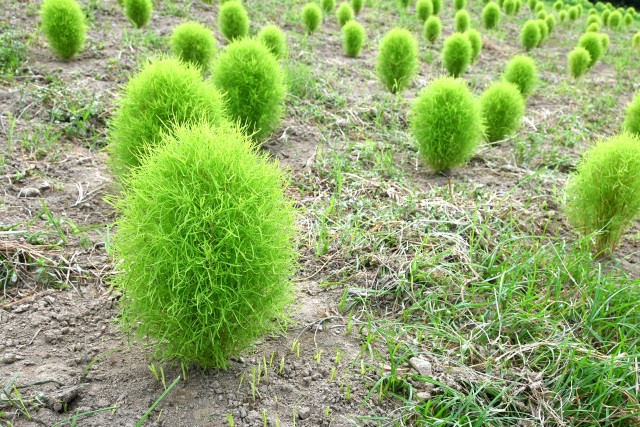 kochia_250723_01