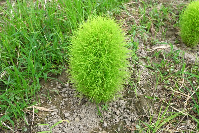 kochia_250723_02