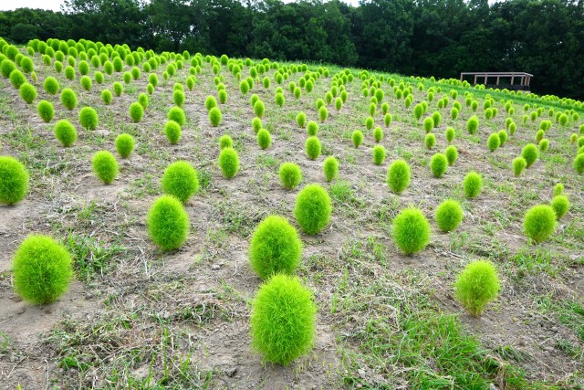 kochia_250723_03