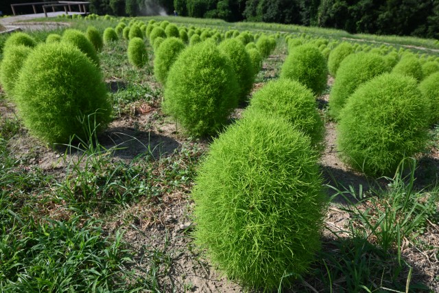 kochia_250730_01