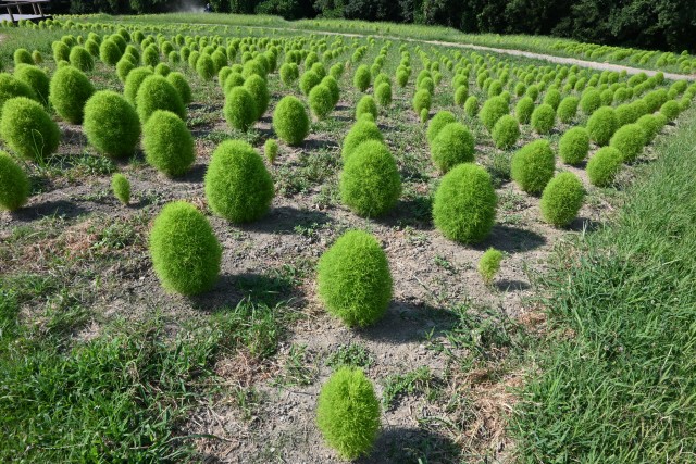 kochia_250730_02