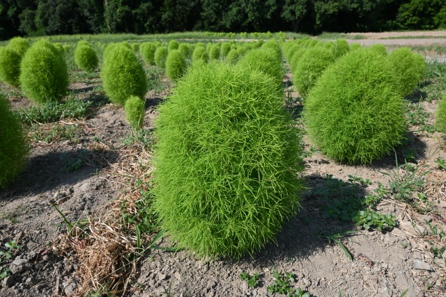 kochia_250730_03