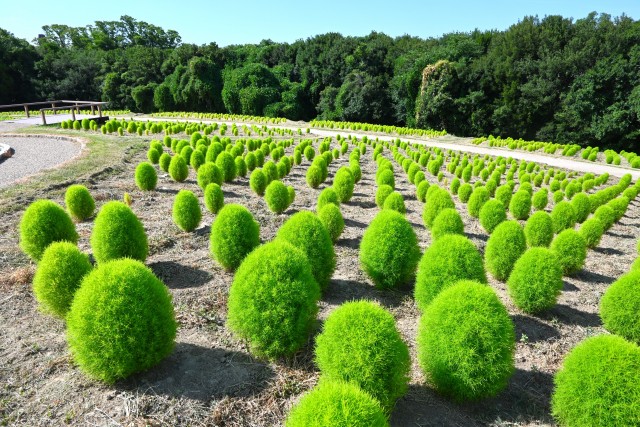 kochia_250806_01