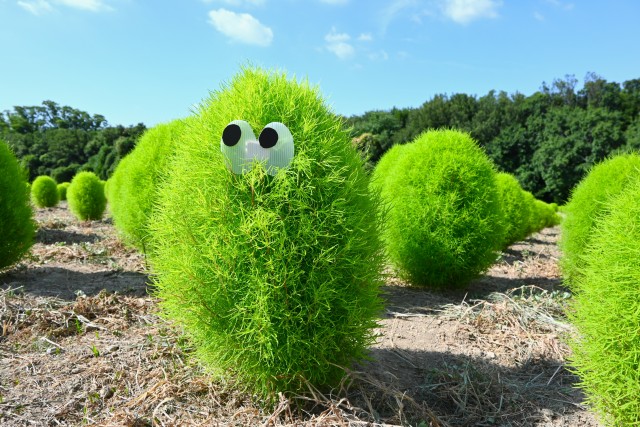 kochia_250806_02