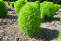 kochia_250806_03