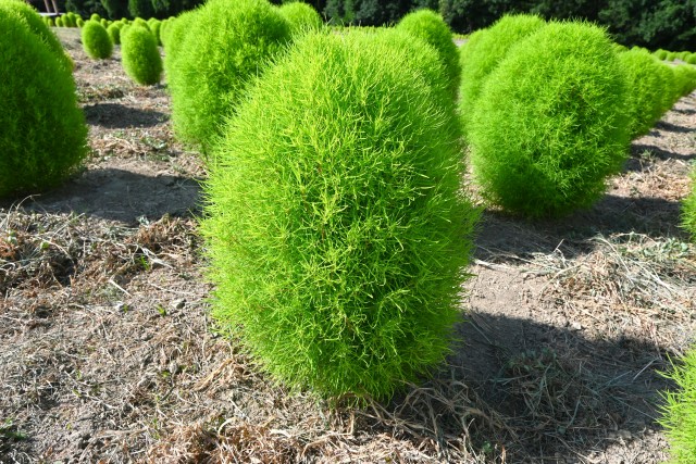 kochia_250806_03