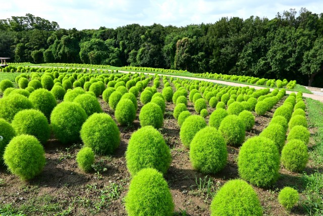 kochia_250814_01