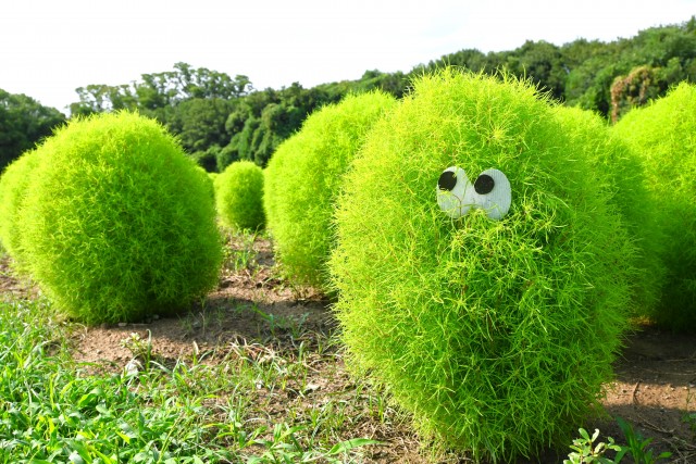kochia_250814_02