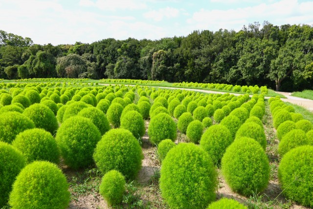 kochia_250820_01