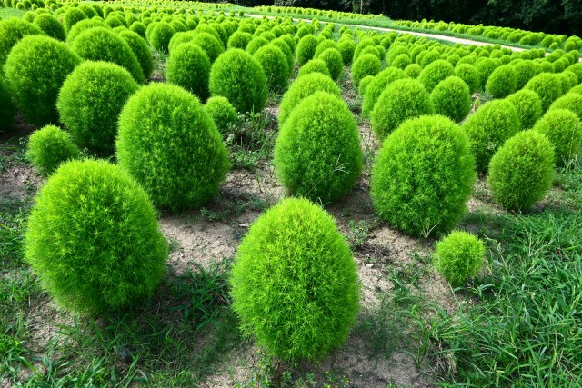 kochia_250820_02