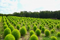 kochia_250820_03