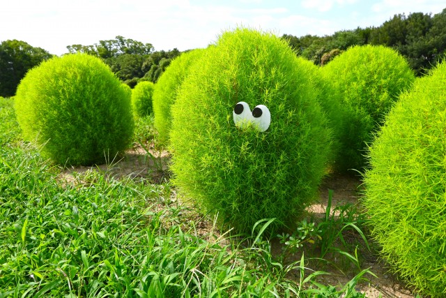 kochia_250820_04