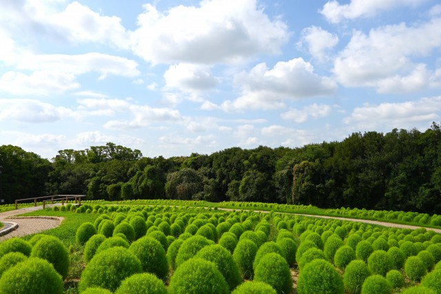 kochia_250820_05