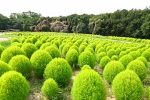 kochia_250827_02