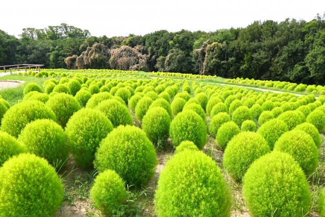 kochia_250827_02
