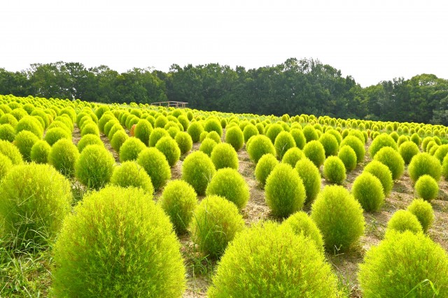 kochia_250827_01