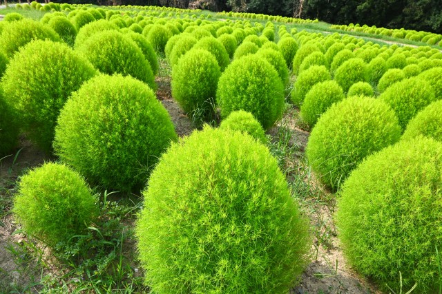 kochia_250827_03