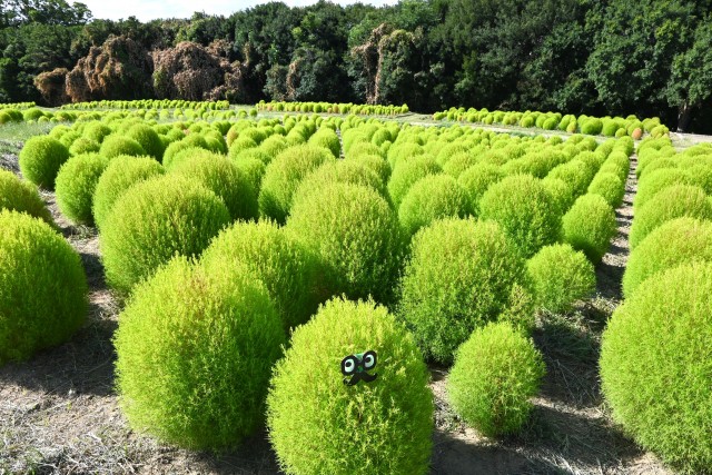 kochia_250903_02