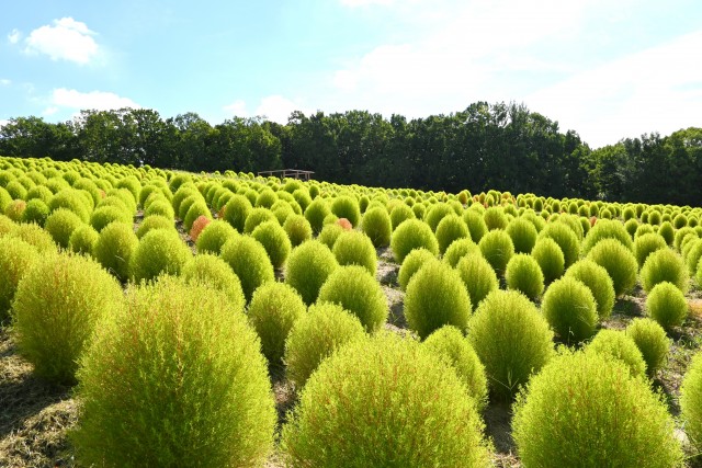 kochia_250903_03