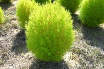 kochia_250903_04