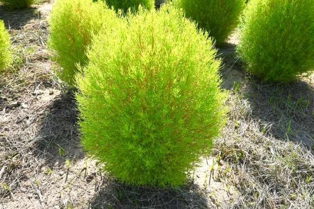 kochia_250903_04