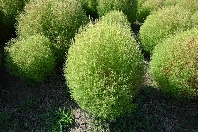 kochia_250916_02