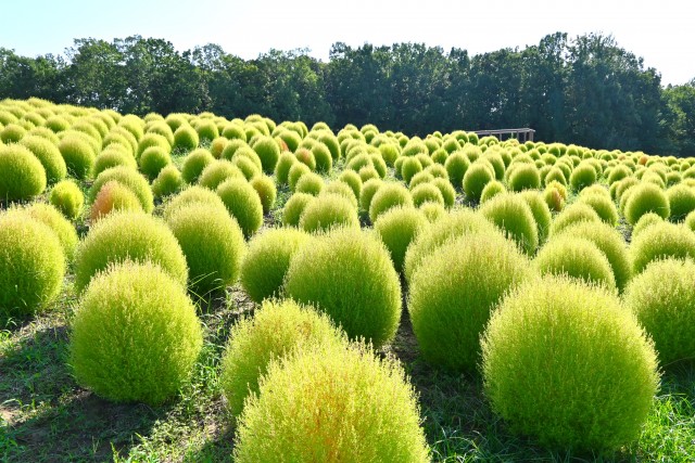 kochia_250916_03