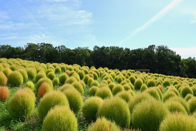 kochia_250922_01