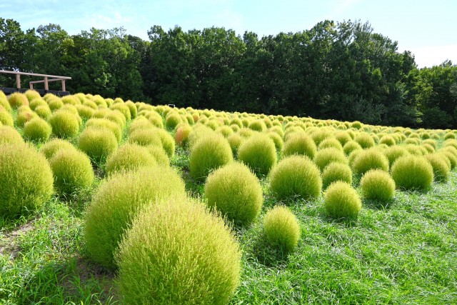 kochia_250922_02