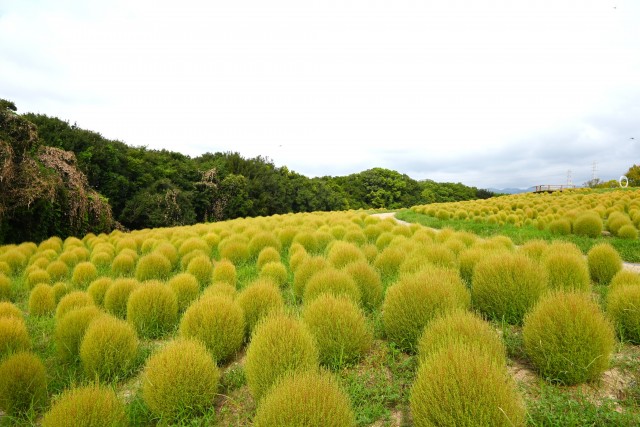 kochia_250926_01