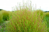 kochia_250926_02