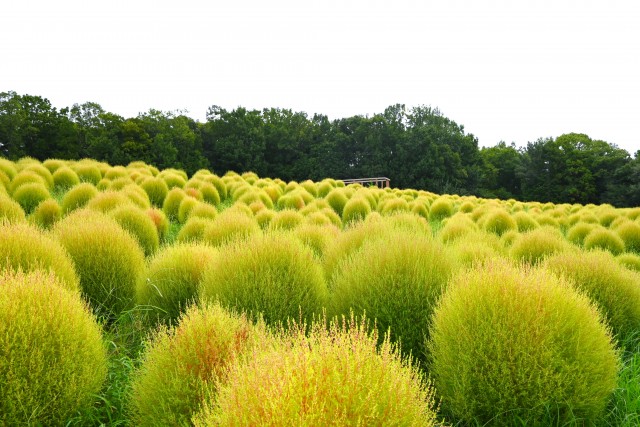 kochia_250926_03
