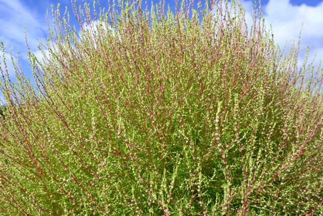 kochia_250930_02