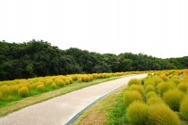 kochia_251003_02