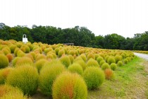 kochia_251003_03