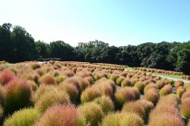 kochia_251009_02