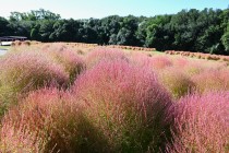 kochia_251009_03