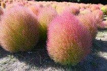 kochia_251009_04