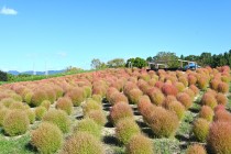 kochia_251009_05