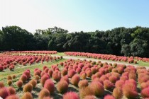 kochia_251014_02