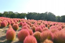 kochia_251014_03