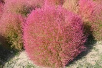 kochia_251014_04