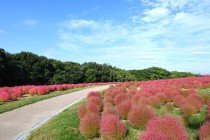kochia_251014_05