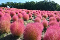 kochia_251017_02
