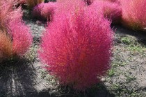 kochia_251017_03