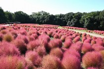 kochia_251017_04