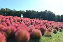 kochia_251017_05